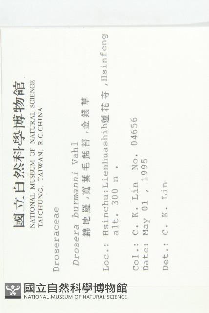 金錢草、錦地羅藏品圖，第2張