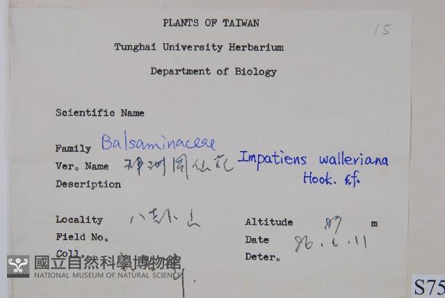 非洲鳳仙花藏品圖，第2張