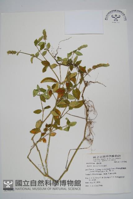 爵床藏品圖，第1張