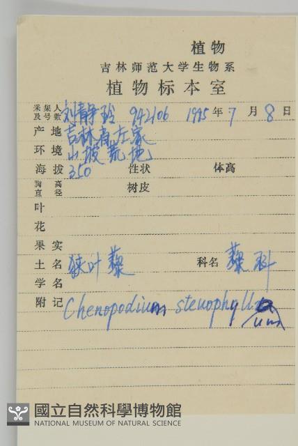 狹葉藜藏品圖，第2張