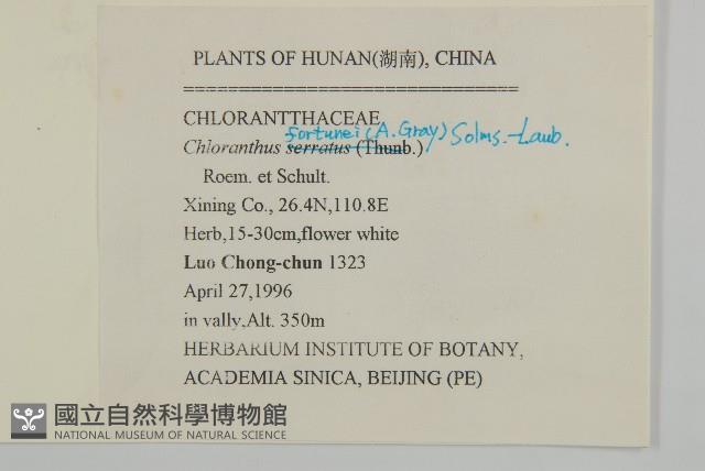 絲穗金粟蘭藏品圖，第2張