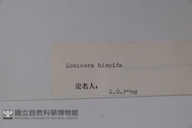 剛毛忍冬藏品圖，第2張