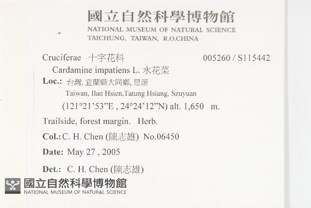 水芥菜、豆瓣菜、無心菜、水甕菜藏品圖，第2張