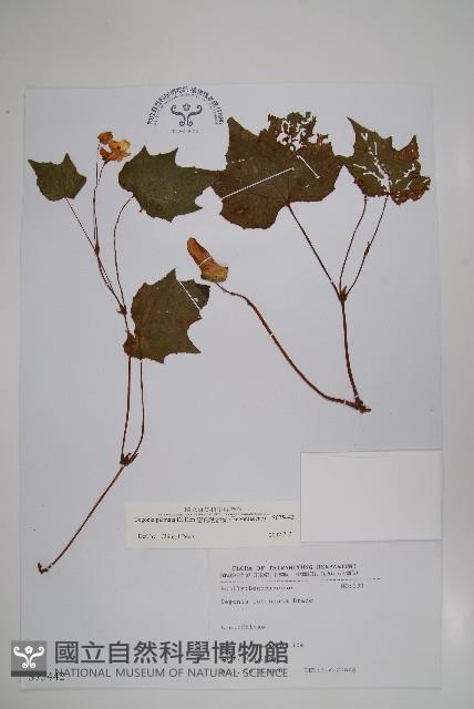 裂葉秋海棠藏品圖，第1張