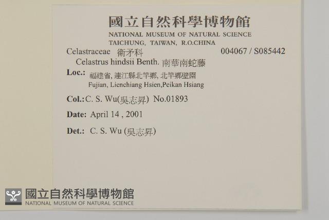 南華南蛇藤，青江藤藏品圖，第2張