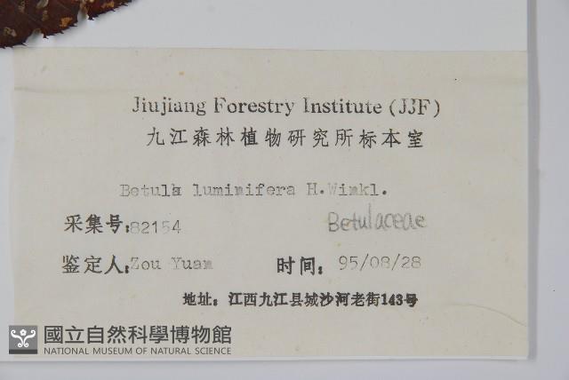 亮葉樺藏品圖，第2張