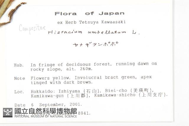 山柳菊藏品圖，第2張