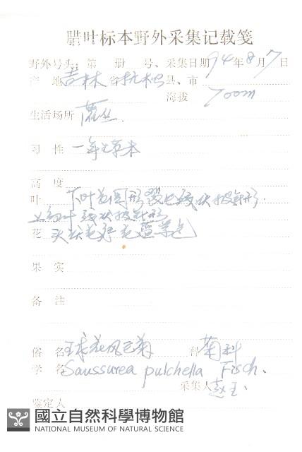 球花鳳毛菊藏品圖，第2張