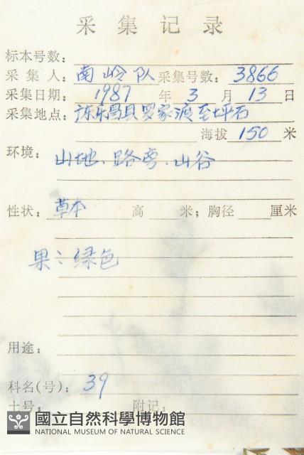 臭濱芥、臭薺藏品圖，第2張