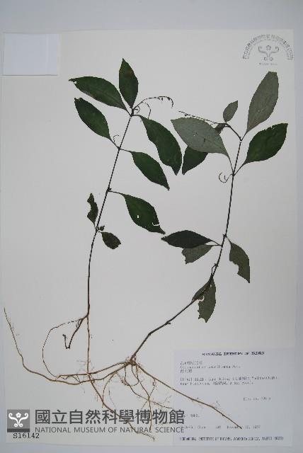 針刺草藏品圖，第1張