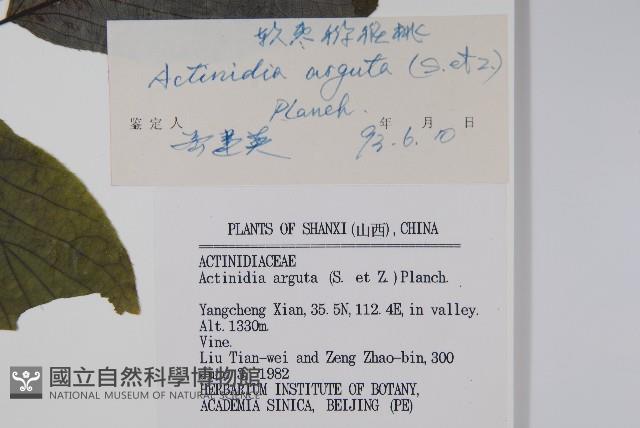 軟棗獼猴桃藏品圖，第2張