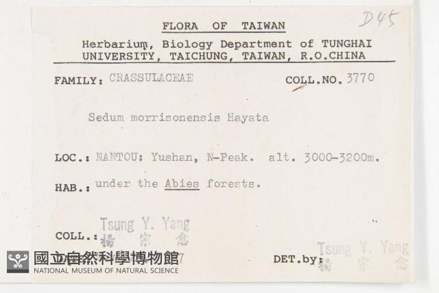 玉山佛甲草藏品圖，第2張