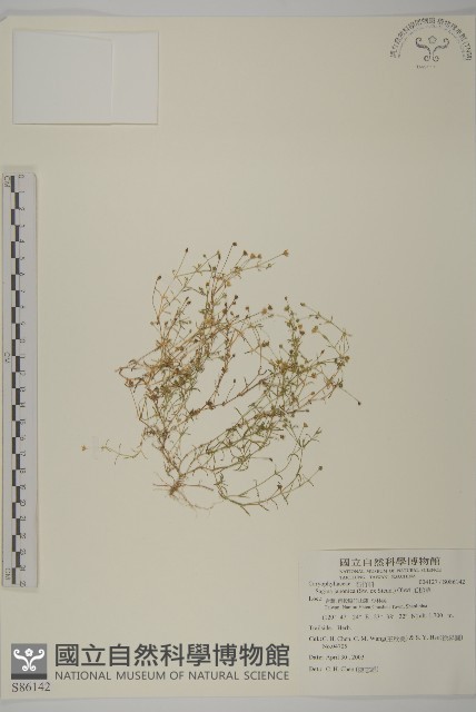 瓜槌草、漆姑草藏品圖，第1張