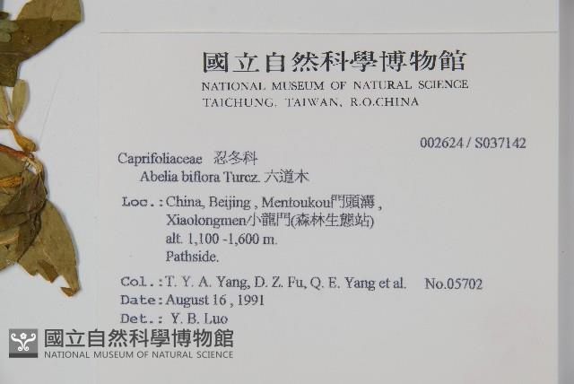 六道木藏品圖，第2張