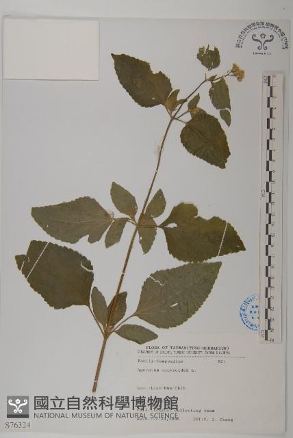 凹葉越橘藏品圖，第1張