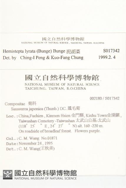 泥胡菜藏品圖，第2張