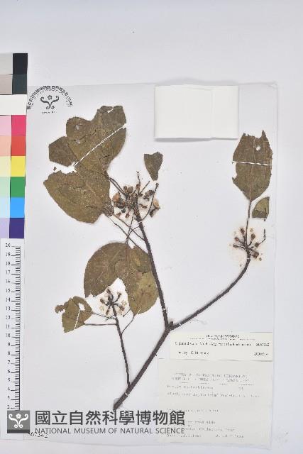 Taiwan Sapium, Taiwan Tallow-tree Collection Image