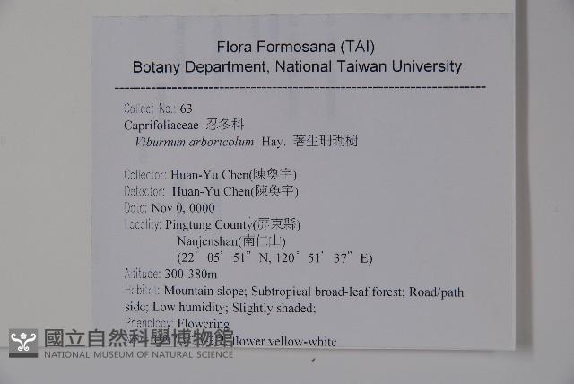 著生珊瑚樹藏品圖，第2張