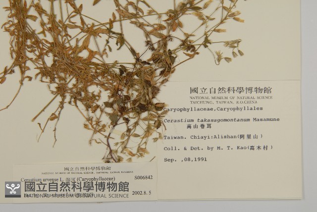 卷耳藏品圖，第2張