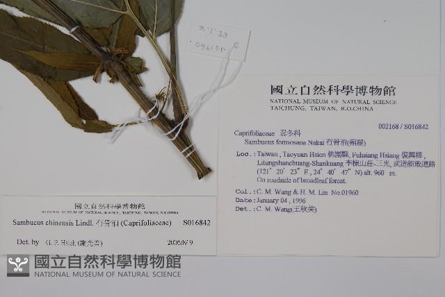 冇骨消藏品圖，第2張