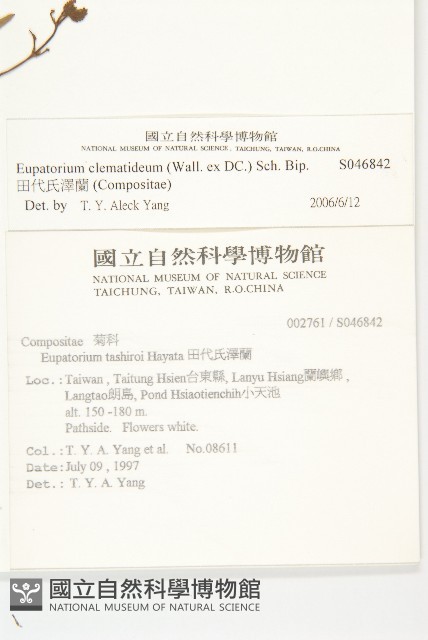 田代氏澤蘭藏品圖，第2張