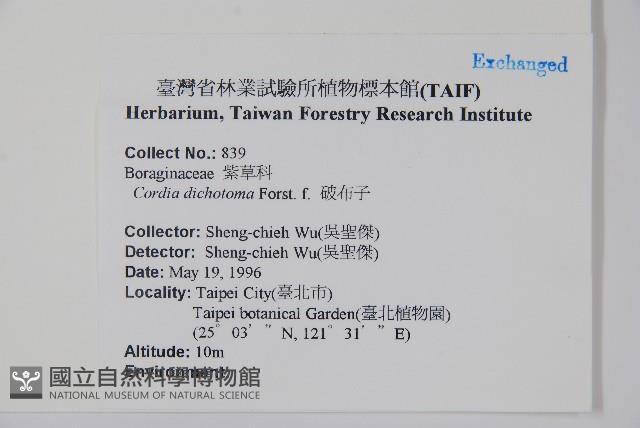 破布子藏品圖，第2張