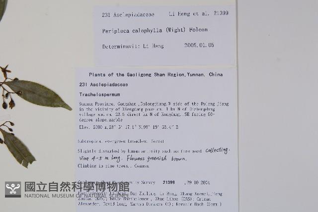 青蛇藤藏品圖，第2張