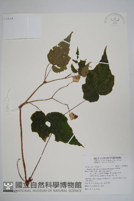 水鴨腳藏品圖，第1張