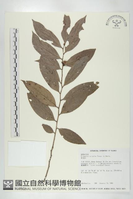 軟毛柿藏品圖，第1張