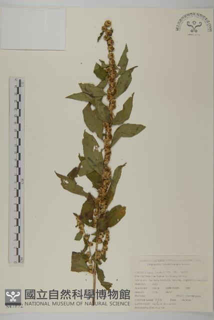 鈍齒鼠李藏品圖，第2張