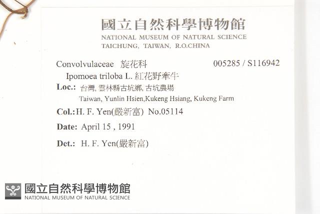 紅花野牽牛藏品圖，第2張