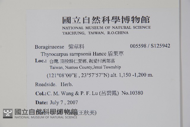 盾果草藏品圖，第2張