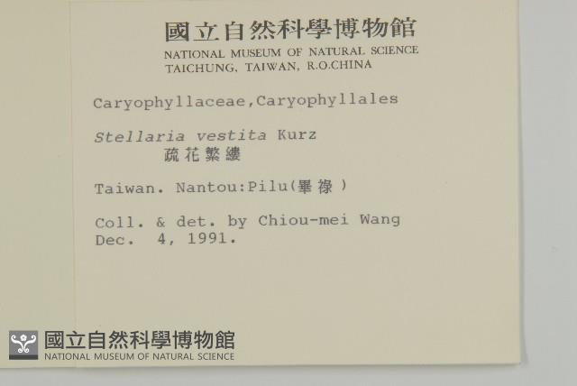 疏花繁縷藏品圖，第2張