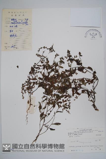 細纍子草藏品圖，第1張