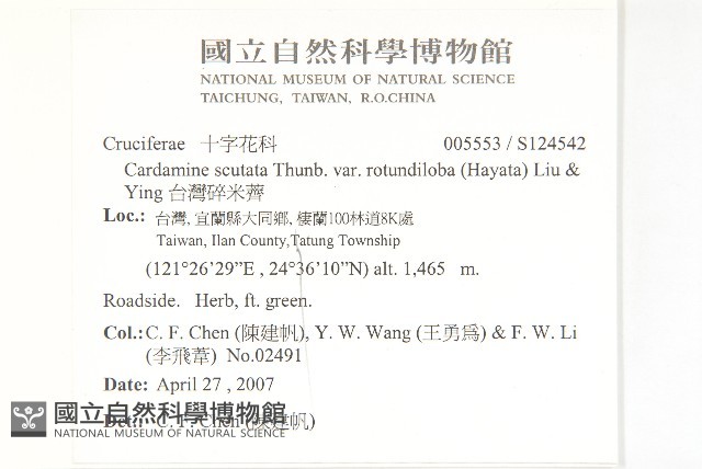 台灣碎米薺藏品圖，第2張
