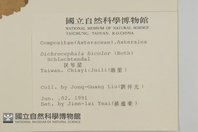 茯苓菜藏品圖，第2張