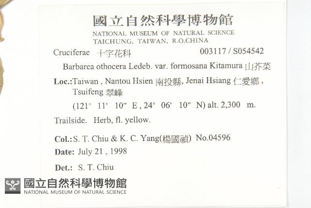 山芥菜藏品圖，第2張