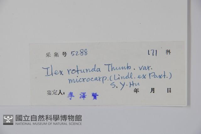 細果鐵冬青藏品圖，第2張