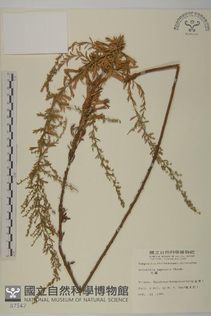 牡蒿藏品圖，第1張