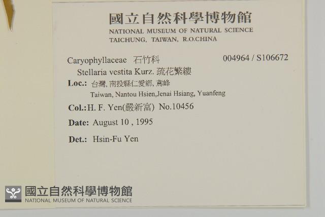 疏花繁縷藏品圖，第2張