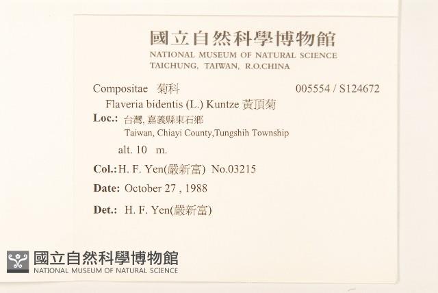 黃頂菊藏品圖，第2張