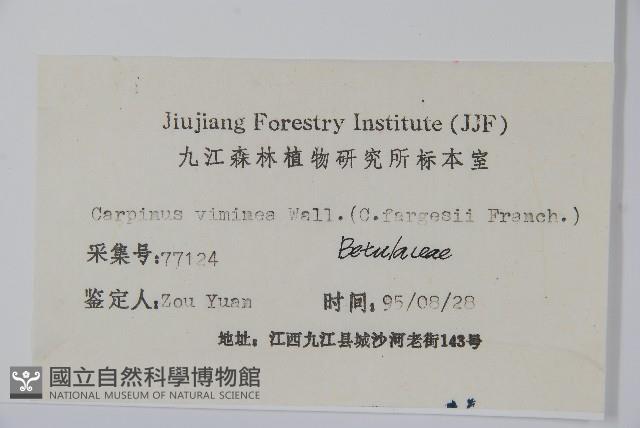 雷公鵝耳櫪藏品圖，第2張