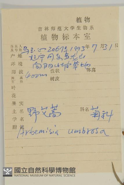 野艾蒿藏品圖，第2張