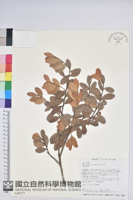 凹葉越橘藏品圖，第1張