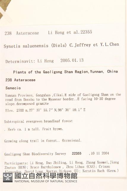 腺毛尾藥菊藏品圖，第2張