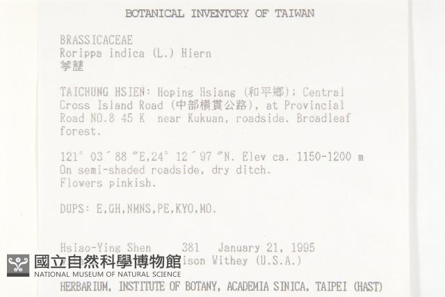葶藶藏品圖，第2張