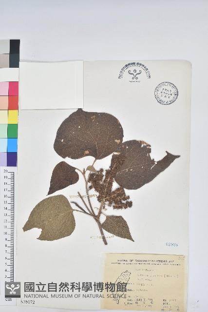 野桐藏品圖，第1張