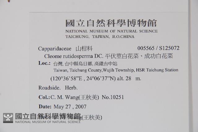 平伏莖白花菜、成功白花菜藏品圖，第2張