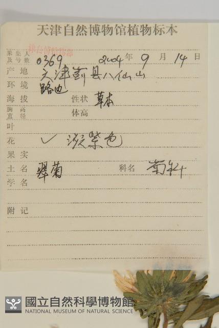 翠菊藏品圖，第2張