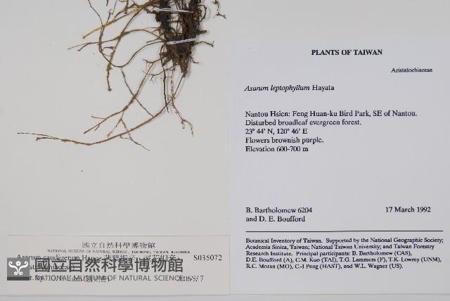 薄葉細辛、尾花細辛藏品圖，第2張